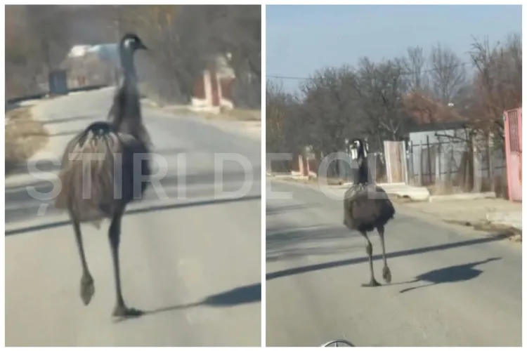 Clujul exotic! Un clujean a dat nas în nas cu două păsări Emu, pe un drum din Cluj: ,,M-am trezit cu două creaturi în fața mea” -  FOTO VIDEO
