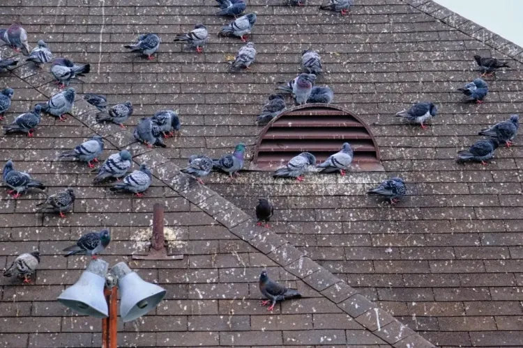 Casa unui clujean, „zugrăvită” cu GĂINAȚ din cauza unei vecine binevoitoare: „Panourile solare de pe acoperiș sunt deja acoperite cu un strat gros”