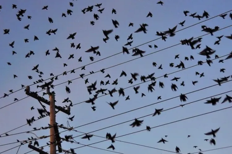 Imagini apocaliptice la Cluj! Cerul e negru de ciori în fiecare dimineață: „Sunt un pericol public şi ar trebui făcut ceva să se mai împuţineze”