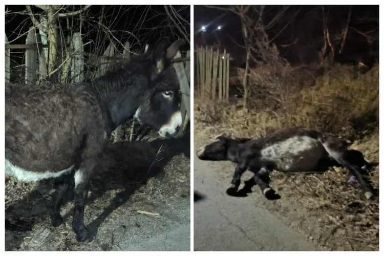Măgăruș rănit grav la Cluj, abandonat după accident de autorități pe marginea drumului: „A murit sub ochii noștri. N-a fost ușor să îl vedem zbătându-se”