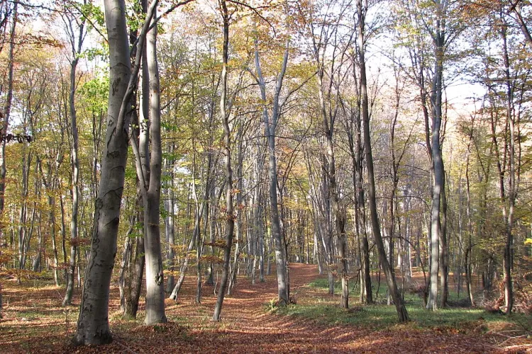 Clujul va avea încă o pădure-parc URIAȘĂ. Pe ce suprafață se va întinde noul proiect