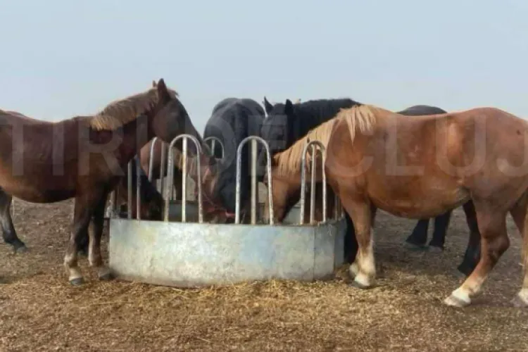 Dosar penal pentru furt calificat, după ce 7 cai au dispărut de la o fermă din Cluj! Paguba se ridică la 90.000 de euro 