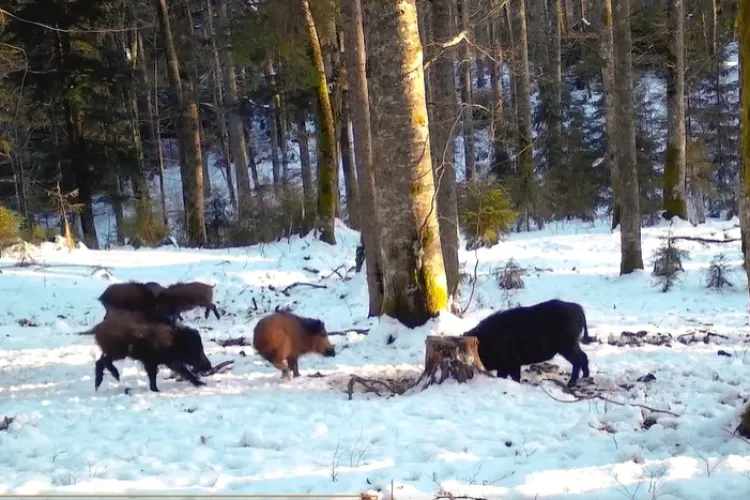 Imagini inedite în Parcul Natural Apuseni. Turmă de mistreţi cu pui, surprinsă în timp ce căuta hrană VIDEO