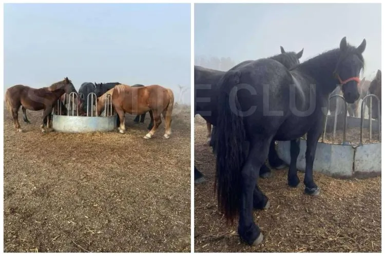 Cei 7 cai de 90.000 de euro, furați de la o fermă din Cluj, s-au întors acasă! Poliția continuă cercetările: „Erau foarte speriați și extrem de flămânzi”