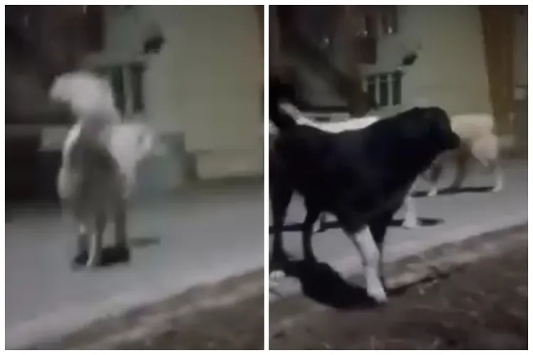 Anchetă de amploare în Huedin după ce o femeie a fost atacată de 11 câini fără stăpân/IPJ Cluj a deschis un dosar penal pentru neglijență în serviciu VIDEO