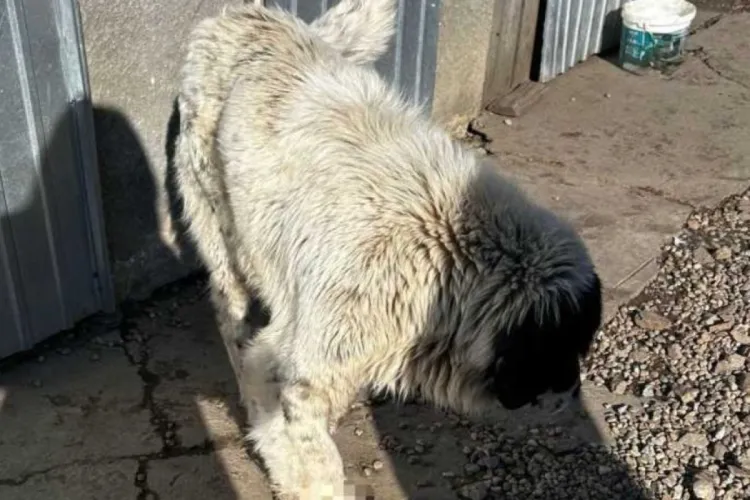 Câine rănit şi subnutrit, salvat dintr-o gospodărie. Proprietara a primit o amendă de peste 10.000 de lei