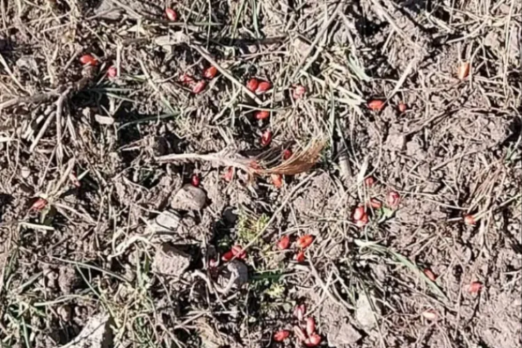 Halucinant! O familie din Cluj s-a trezit cu grâu otrăvit în fața casei, după o dispută cu vecinii: ,,Putea să-l bage copilul în gură oricând” - FOTO