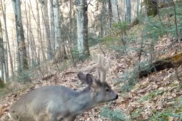 Imagini de basm în Parcul Natural Apuseni! Căpriori filmați în timp ce căutau de mâncare VIDEO