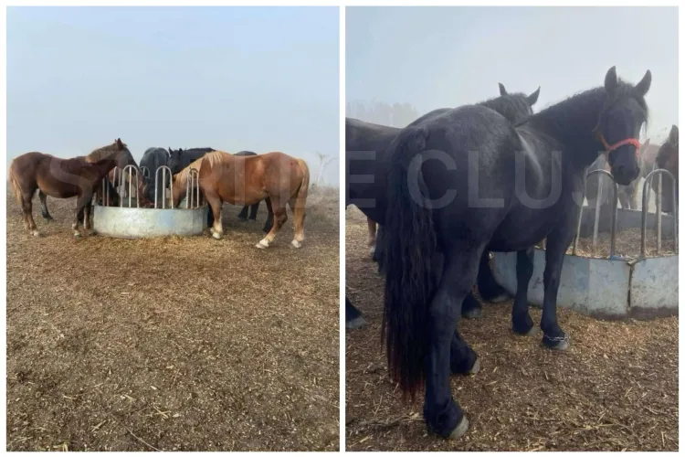Jaf la o fermă din Cluj! Șapte cai, în valoare de 90.000 de euro, au fost furați în toiul nopții. Proprietarii îi caută cu disperare  - FOTO 
