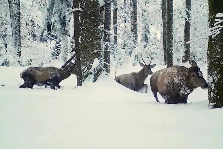 Imagini de basm din Apuseni! Trei cerbi superbi, surprinși în timp ce-și croiesc drum prin nămeți: „Ne amintesc cât de spectaculoasă este natura” VIDEO