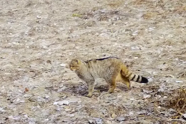 Imagini spectaculoase din Apuseni! O pisică sălbatică, filmată în timp ce „defilează” pe o pajiște / Felina are un rol extrem de important VIDEO