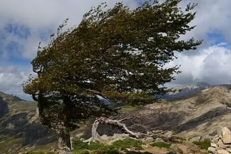 Cluj: COD PORTOCALIU de vânt extrem de puternic. În ce zone va sufla cu viteze de URAGAN