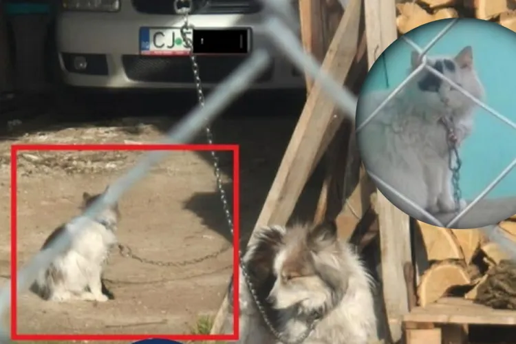 De frica amenzilor, locuitorii din Huedin și-au legat în lanț... pisicile. Asta după ce o femeie a fost atacată agresiv de o haită de 11 câini