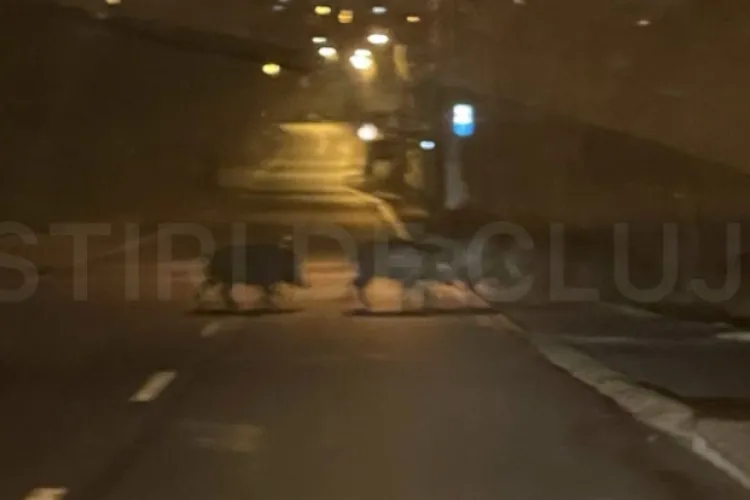 Șofer, la un pas să lovească o turmă de porci mistreți într-un cartier din Cluj! Animalele sălbatice se plimbau nestingherite pe mijlocul drumului - FOTO  