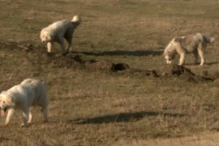 O haită de câini terorizează locuitorii unui cartier din Cluj-Napoca! Oamenii se tem să mai iasă din case: ,,Sunt lăsați liberi și sunt agresivi” 