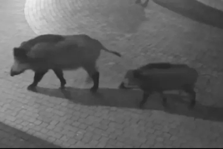 Invazie de porci mistreți în Cluj-Napoca! Locuitorii sunt disperați: „Noapte de noapte vine câte o ciurdă de mistreți și rupe gardurile”