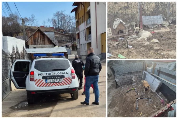 Cluj: Cei 11 câini care au atacat o femeie pe o stradă din Huedin aveau TOȚI stăpân! Proprietarii au fost sancționați de polițiști  - FOTO și VIDEO