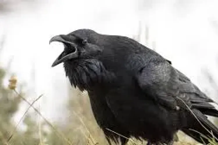 Războiul între clujeni și ciori continuă! Locuitorii unui bloc din Cluj au ajuns la limita puterilor din cauza păsărilor: ,,Excremente și crengi în cap”