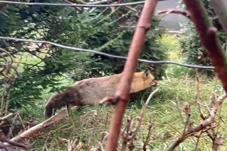 Activiștii din Cluj reclamă că ,,soluția magică” a Primăriei pentru a scoate animalele sălbatice din oraș e doar o abureală ieftină! Cum s-ar putea proceda