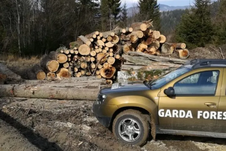 Firmă de prelucrare a lemnului din Cluj, verificată timp de trei zile de poliție și Garda Forestieră! S-au găsit nereguli grave. Ce amendă a primit