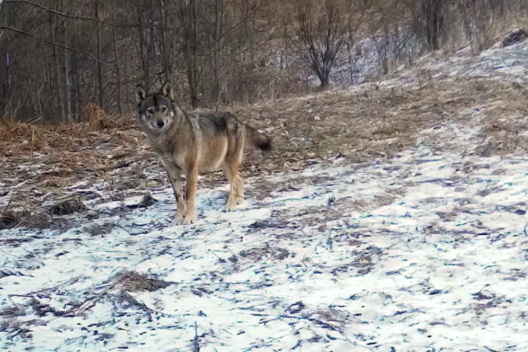 Spectacol rar în Apuseni! Un lup și o lupoaică gestantă, surprinși în timp ce-și căutau hrana: „Curând, pădurea va răsuna de pașii unor pui noi” VIDEO