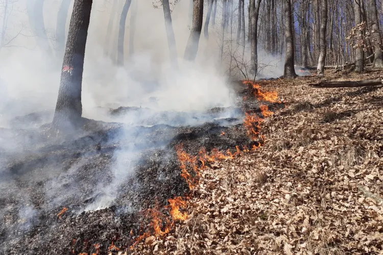 O pădure din Cluj a luat foc, din cauza celor care ard vegetația uscată! 5 hectare de teren au fost mistuite de flăcări
