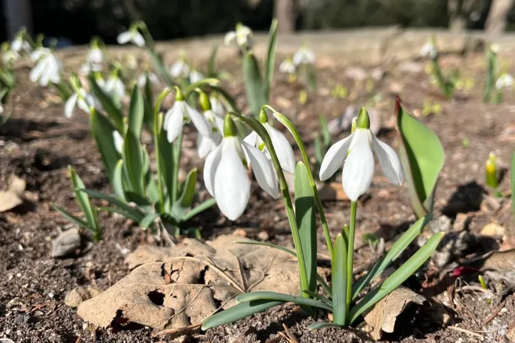 Primăvara și-a intrat în drepturi la Cluj! Grădina Botanică își întâmpină vizitatorii cu un peisaj de poveste