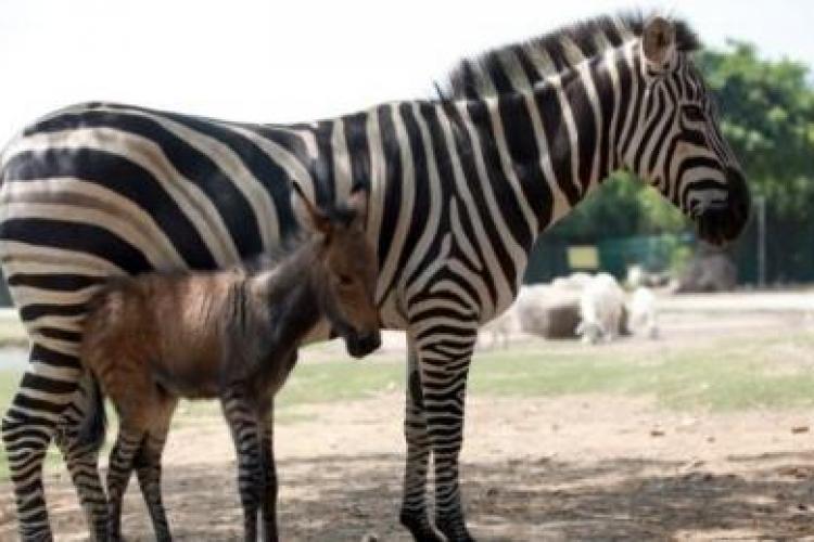 Un hibrid intre un magar si o zebra s-a nascut in China - VIDEO