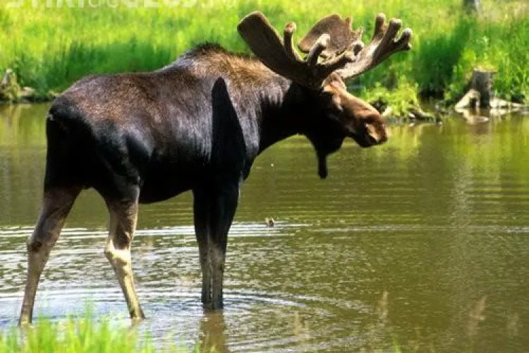 Un cerb a salvat o marmota de la inec - VIDEO