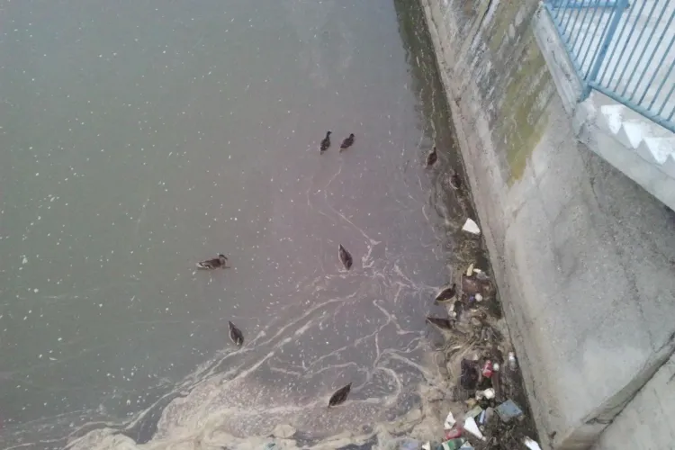 La Cluj, ratele inoata pe Somes printre gunoaie STIREA CITITORULUI- FOTO