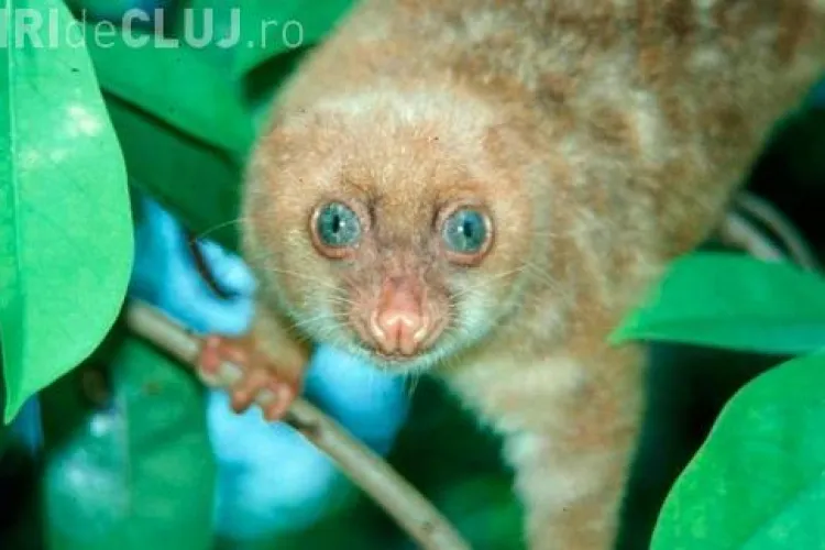 Vezi fotografii cu speciile noi de animale descoperite in Noua Guinee