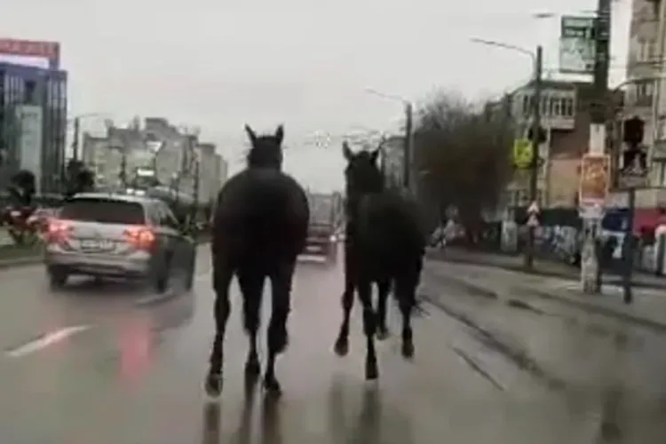 Mai mulți cai fac dezastru pe o stradă din Cluj-Napoca! Umblă liberi pe carosabil și își fac nevoile peste tot: ,,Provoacă distrugeri”