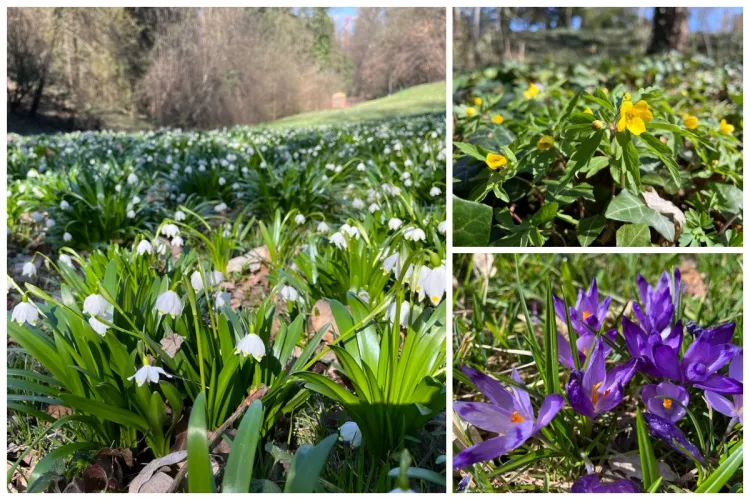Spectacol SUPERB de primăvară la Grădina Botanică din Cluj! Vizitatorii sunt invitați să ia parte la acest peisaj de poveste - FOTO