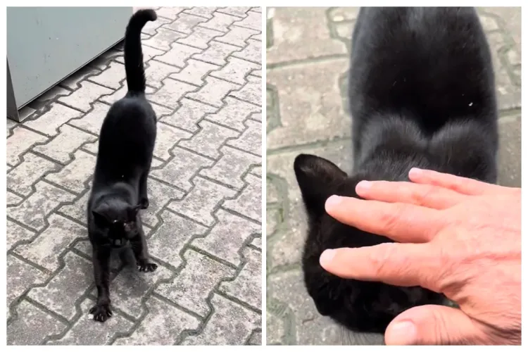 VIDEO Pisicul Freddy, mascota Primăriei Cluj, e cam „bătăuș”: A primit un „tratament” special din partea lui Emil Boc după o noapte „zbuciumată”