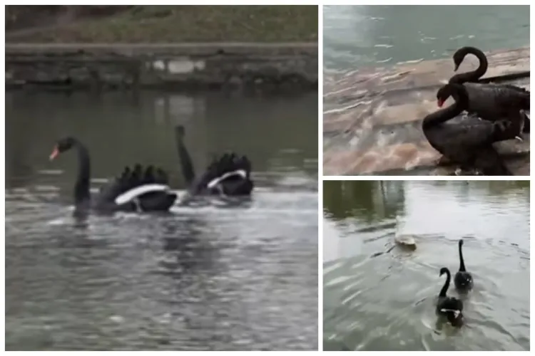 E oficial primăvară! Superbele lebede negre s-au întors în  Parcul Central din Cluj-Napoca! Fac senzație pe Lacul Chios - VIDEO