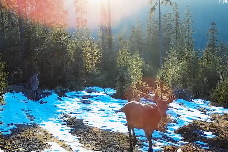 Imagini magice! Două ciute superbe, surprinse la „plimbare” prin Apuseni: „Iarna începe să-și piardă din stăpânire” VIDEO