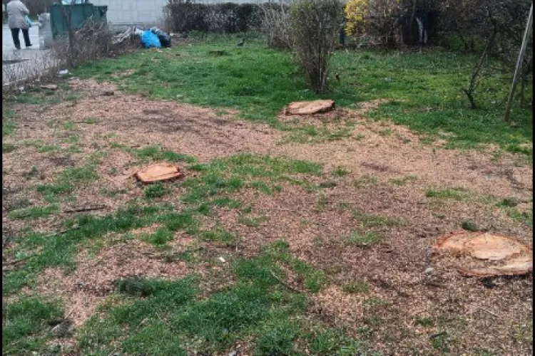 FOTO. Clujul, orașul „verde” fără arbori! Șapte copaci uriași au fost puși la pământ, iar clujenii sunt revoltați 