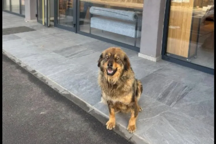 Cluj: Loialitate adevărată! O cățelușă își așteaptă stăpâna de zile întregi în același loc: „Refuză să plece” FOTO 