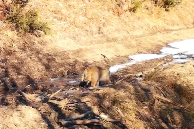 Pisică sălbatică grațioasă, surprinsă la plimbare prin Parcul Natural Apuseni. Imagini de colecție cu superba felină - VIDEO