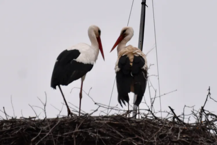  Familia este completă! Perechea de berze s-a reunit la cuibul din Vlaha, Cluj