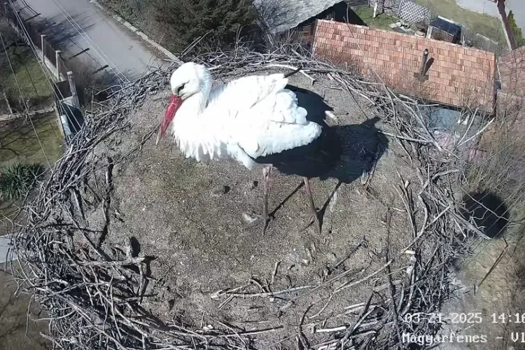 A sosit prima barză în cuibul de la Vlaha, Cluj! Perechea ei încă se lasă așteptată - VIDEO