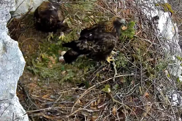 Spectacol rar! Iubitorii de natură pot urmări viața acvilelor din Apuseni. Vor afla cum își cresc puii fără să le perturbe habitatul natural VIDEO