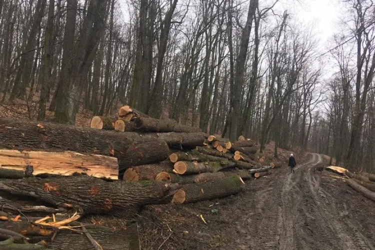 Mafia pădurilor, lovită iar de Garda Forestieră Cluj! Hoții de lemne, verificați la sânge / S-a confiscat o cantitate uriașă de material lemnos