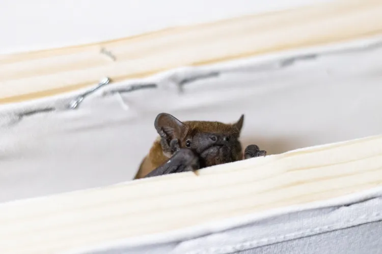 Clipe de groază pentru un clujean din Mărăști! S-a trezit cu un musafir nepoftit în apartament: „Să-i ceri chirie când îl găsești”