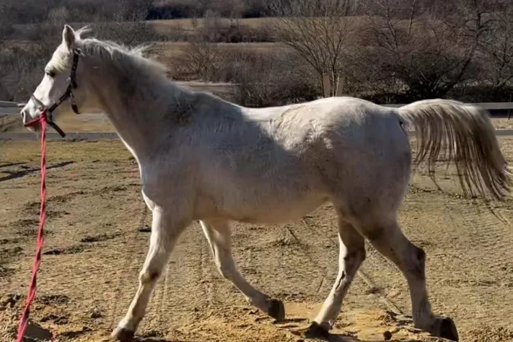 Cluj- Cal superb de rasă pur sânge arab, furat în miezul nopții din Florești: „E în familia noastră de peste 10 ani și-l iubim foarte mult”