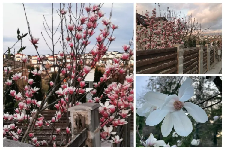 Imagini superbe cu magnoliile înflorite la Cluj. Chiar dacă vremea nu ține cu noi, poate dați o fugă la Grădina Botanică să vedeti spectacolul de culori