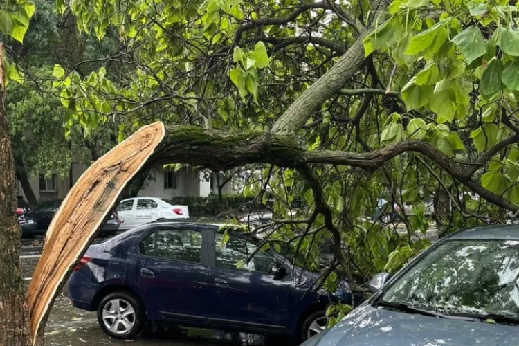 Copacii dintr-o parcare din Cluj-Napoca „atacă” autovehiculele clujenilor! Se cer măsuri urgente: „Ne distrug mașinile” 