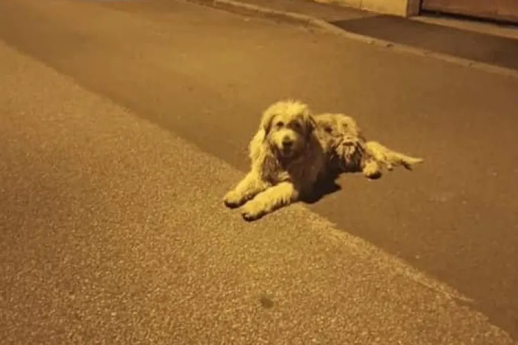 Câinii de la o stână terorizează locuitorii unui cartier din Cluj! Se plimbă nestingheriți pe străzi: ,,Nu sunt sterilizați și se înmulțesc necontrolat”