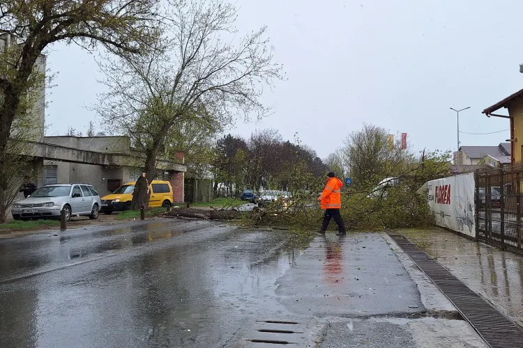 Vremea rea face probleme șoferilor din Cluj: Un copac a căzut și a blocat o stradă întreagă