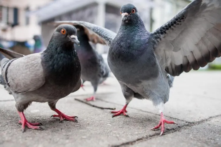 Porumbei vânați pe stradă, serviți pe post de rață prăjită la un restaurant! Localul a fost închis imediat. Imagini de groază din restaurant - VIDEO